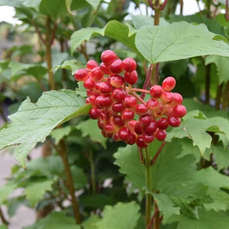 Viburnum opulus 60-80 cm